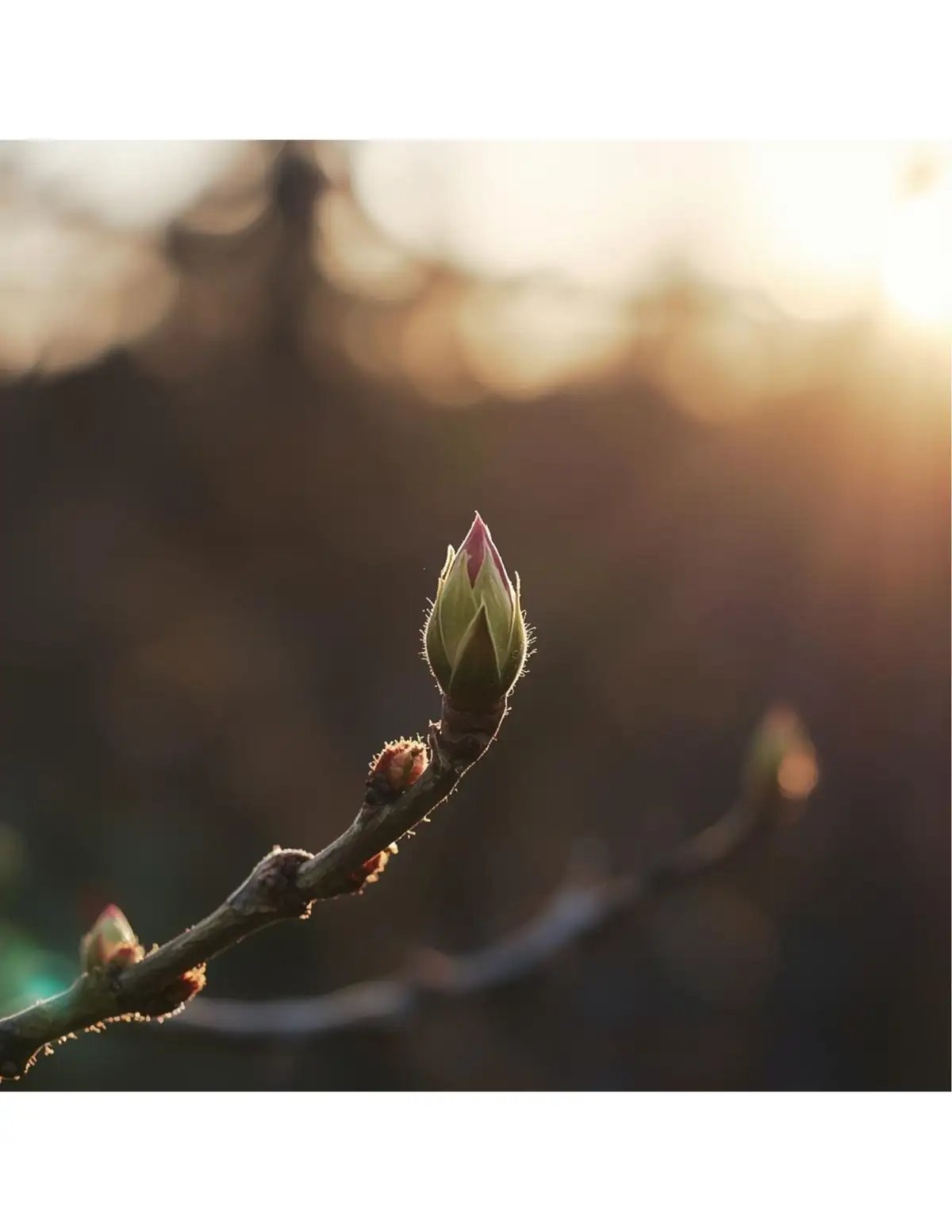 Deep Knowledge: The Knowing That Was Never Lost